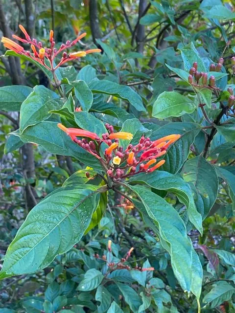 Foto de Hamelia patens Jacq.