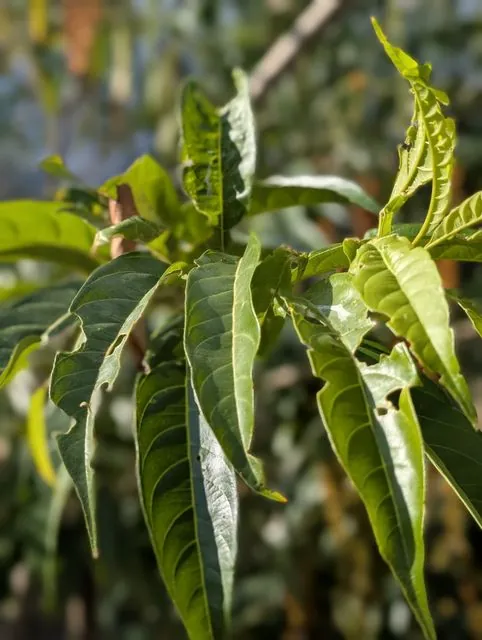 Foto de Citharexylum donnell-smithii Greenm.