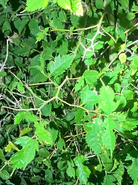 Foto de Maclura tinctoria (L.) D.Don ex Steud.