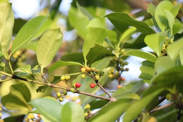 Foto de Carallia brachiata (Lour.) Merr.