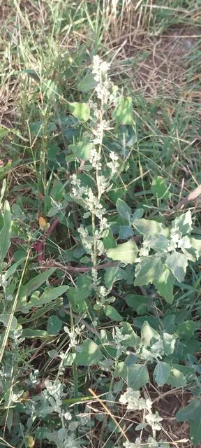 Foto de Chenopodium album L.