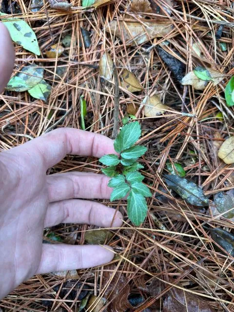 Foto de Sambucus canadensis L.
