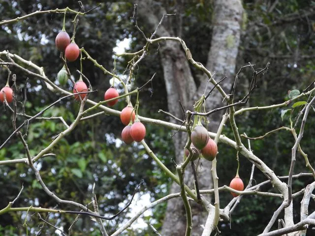 Foto de Solanum betaceum Cav.