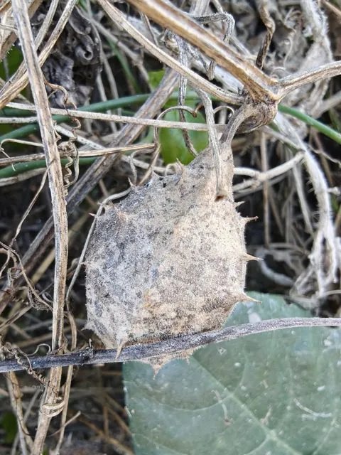Foto de Luffa operculata (L.) Cogn.