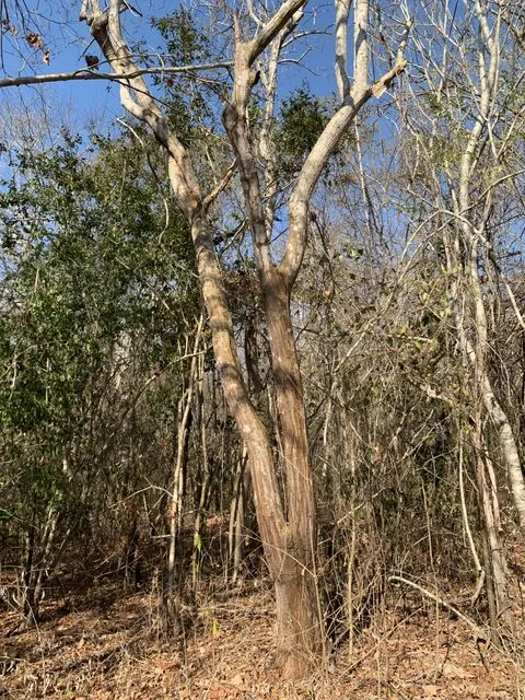 Foto de Erythrina lanata Rose