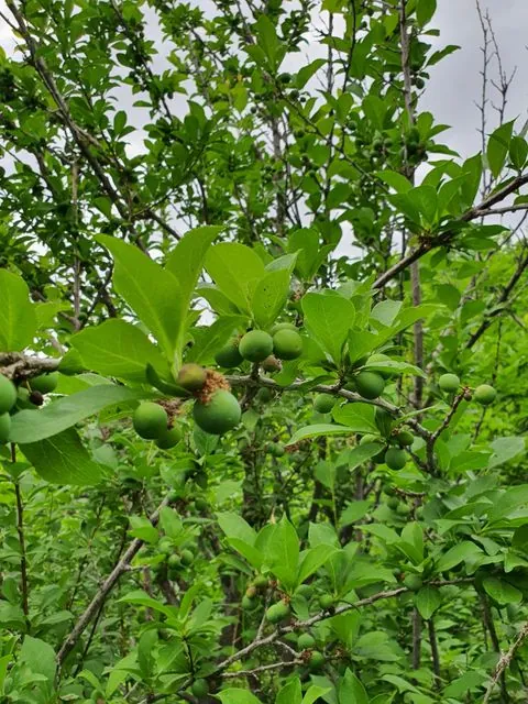 Foto de Prunus salicina Lindl.
