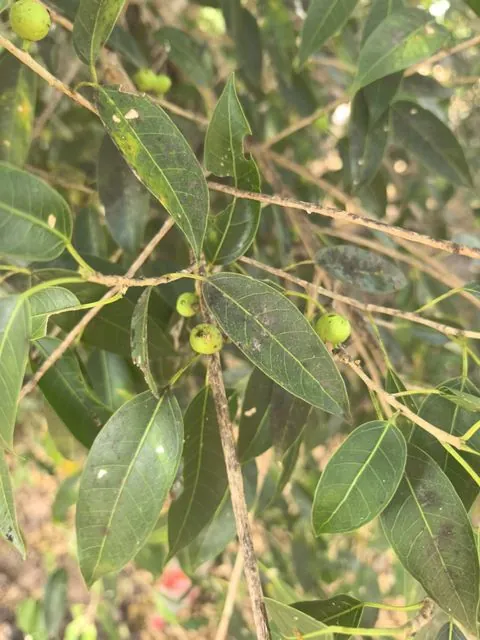 Foto de Ficus pertusa L.fil.