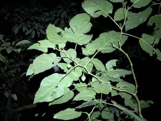 Foto de Solanum betaceum Cav.