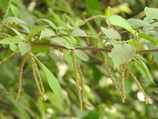 Foto de Acalypha diversifolia Jacq.